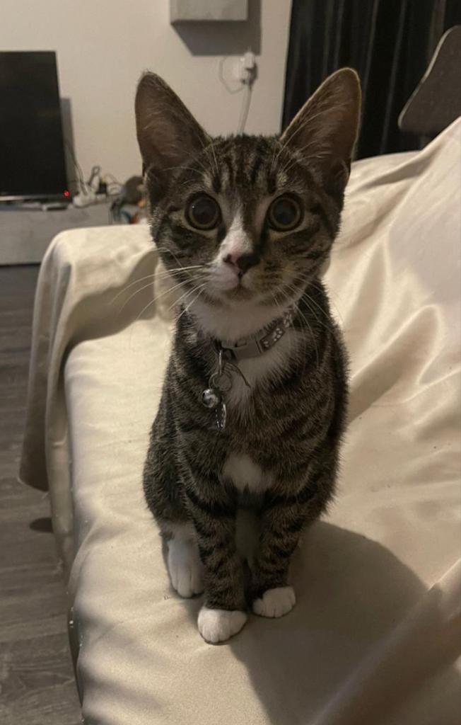 Simba kater, Dieren en Toebehoren, Katten en Kittens | Dekkaters, 0 tot 2 jaar