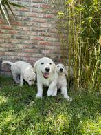 Labradoodle x golden retriever pups reutjes mogen verhuizen, Dieren en Toebehoren, Honden | Retrievers, Spaniëls en Waterhonden