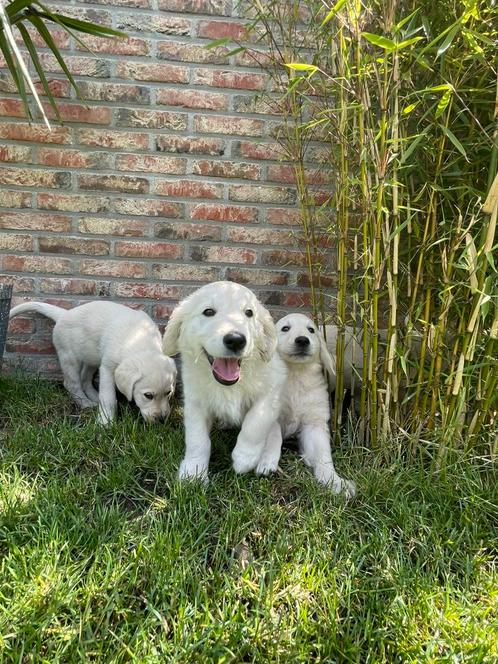 Labradoodle x golden retriever pups reutjes mogen verhuizen, Dieren en Toebehoren, Honden | Retrievers, Spaniëls en Waterhonden