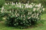 Aesculus parviflora - Japanse Kastanje, Ophalen, Overige soorten, Minder dan 100 cm
