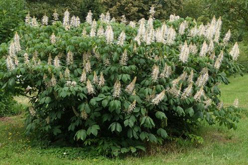 Aesculus parviflora - Japanse Kastanje, Tuin en Terras, Planten | Struiken en Hagen, Overige soorten, Minder dan 100 cm, Ophalen