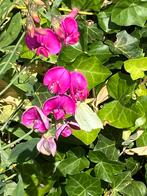 Zaden Lathyrus latifolius, felroze, vaste plant!, Ophalen of Verzenden, Voorjaar, Volle zon, Zaad