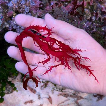 Dragon’s Breath - Halymenia durvillei Macroalgae Wier beschikbaar voor biedingen
