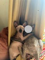 Sphynx 4 maanden jongetje, Kater, Ontwormd, 0 tot 2 jaar