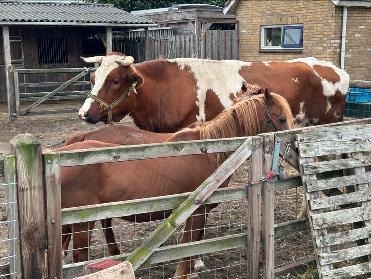 Weide gezocht, Dieren en Toebehoren, Runderen, Mannelijk, 3 tot 6 jaar