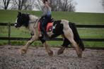 Grote Tinkermerrie 12jr, tinker 18jr 1m42 & hoekhorst welsh, Ruin, B pony (1.17m tot 1.27m), 0 tot 2 jaar