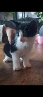 2 lieve kittens te koop, Dieren en Toebehoren, Kater