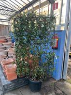 Toscaanse Jasmijn op Frame - Prachtige Klimplant, Volle zon, Vaste plant, Ophalen of Verzenden, Klimplanten