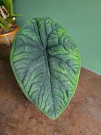 Alocasia Melo #1, Huis en Inrichting, Kamerplanten, Overige soorten, In pot, Minder dan 100 cm, Groene kamerplant
