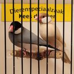 Koppel Rijstvogels