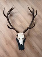 Imposant 12-ender edelhert gewei met schedel op zwart schild, Ophalen, Gebruikt, Hert, Gewei of Kop