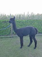 Alpaca merrie zwart, Dieren en Toebehoren, September, Vrouwelijk