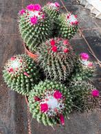 Mammilaria, Tuin en Terras, Planten | Tuinplanten, Ophalen of Verzenden, Overige soorten, Volle zon