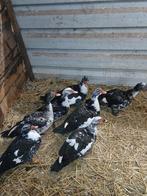 Kaapse Eenden, Dieren en Toebehoren, Meerdere dieren, Eend