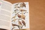 Gids Voor De Vogels Van Europa — Bruun & Singer [1972], Ophalen of Verzenden, Gelezen, Vogels