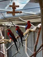 penanten, Meerdere dieren, Parkiet, Geringd