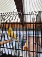 Kanaries mannen, Dieren en Toebehoren, Vogels | Kanaries, Mannelijk, Kleurkanarie