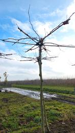 Dakplataan, Tuin en Terras, Planten | Bomen, Ophalen of Verzenden, Volle zon, Overige soorten, Minder dan 100 cm