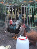 3 mooie krieltjes, haan met 2 kippjes, Meerdere dieren, Kip