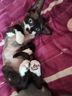 Devon Rex kittens beschikbaar 1550e, Dieren en Toebehoren, Meerdere dieren, Gechipt, 0 tot 2 jaar