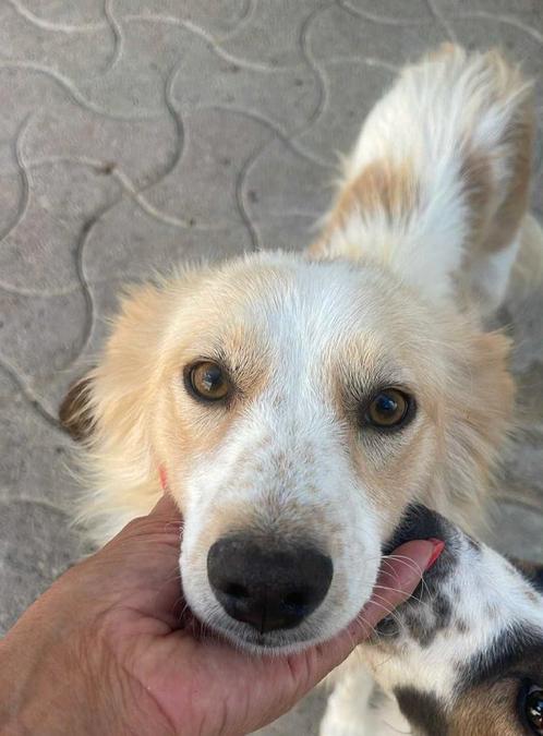 Meisje zoekt baasje, Dieren en Toebehoren, Honden | Niet-rashonden, Middel, Teef, Particulier, Eén hond, Buitenland, 1 tot 2 jaar