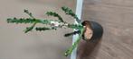 Euphorbia Mayurnathanii, Overige soorten, Minder dan 100 cm, Groene kamerplant, Halfschaduw