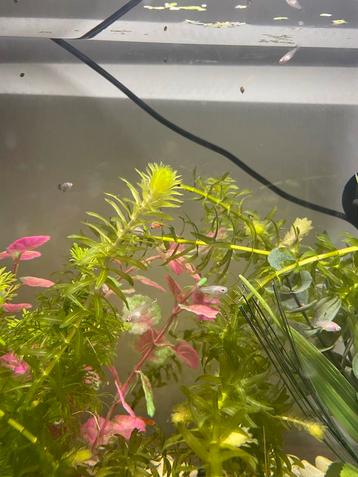 Platy’s en garnaaltjes beschikbaar voor biedingen