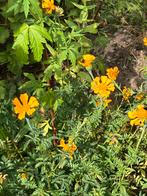 Zaden van Tagetes erecta oranje, hoge Afrikaantjes, Ophalen of Verzenden