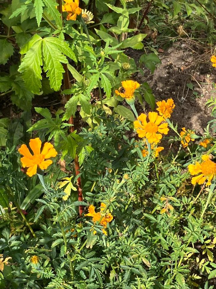 Zaden van Tagetes erecta oranje, hoge Afrikaantjes, Tuin en Terras, Bloembollen en Zaden, Ophalen of Verzenden