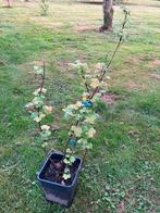 Ribes rubrum rode bes, Ophalen, Overige soorten, Lente