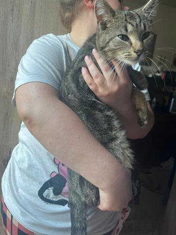 Goed huis gezocht voor whiskey (kater) gepaste spoed beschikbaar voor biedingen