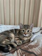 Kittens, Dieren en Toebehoren