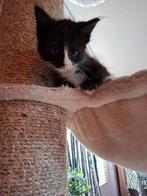 Ragdoll x Maine Coon, Dieren en Toebehoren, Meerdere dieren, Met stamboom, 0 tot 2 jaar