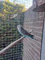Jonge grasparkiet, Dieren en Toebehoren, Vogels | Parkieten en Papegaaien, Geslacht onbekend, Parkiet
