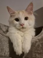 Maine coon katertje met stamboom polydactyl, Dieren en Toebehoren, Katten en Kittens | Raskatten | Langhaar, Kater, Gechipt, 0 tot 2 jaar