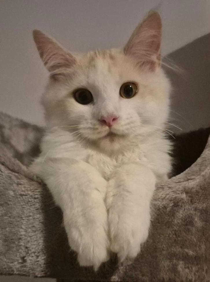 Maine coon katertje met stamboom polydactyl, Dieren en Toebehoren, Katten en Kittens | Raskatten | Langhaar, Kater, 0 tot 2 jaar