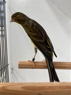 Scotch Fency man 2025, Dieren en Toebehoren, Vogels | Kanaries, Mannelijk, Kleurkanarie