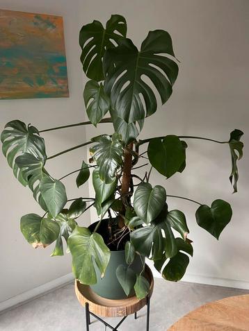 Grote Monstera (gatenplant) + mosstok & pot —  1,40m beschikbaar voor biedingen
