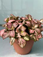 Fittonia Mosaic Pink Tiger P12, Huis en Inrichting, Kamerplanten, Ophalen of Verzenden, Overige soorten, Minder dan 100 cm