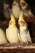 Valkparkieten broedrijp | Divers aanbod | Deskundig advies, Meerdere dieren, Parkiet