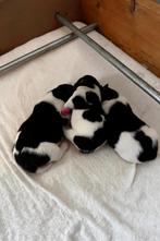 Jack russel pups, Dieren en Toebehoren, Jack Russell Terriër, Meerdere, Meerdere dieren, Nederland