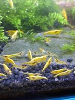 Gele Citroen Neocaridina Garnalen, Dieren en Toebehoren, Vissen | Aquariumvissen, Kreeft, Krab of Garnaal
