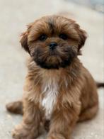 Lhasa apso pupjes, België, Overige rassen, CDV (hondenziekte), 8 tot 15 weken