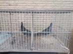 TENTOONSTELLING  KOOIEN, Dieren en Toebehoren, Vogels | Duiven, Meerdere dieren, Postduif