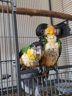zwartkop caique baby papegaai, Mannelijk, Tropenvogel