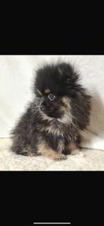 Pomeriaan  pups 2 reutjes . Wil jij nog een schatje, Dieren en Toebehoren, Honden | Poolhonden, Keeshonden en Oertypen, HCC (leverziekte)