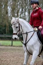 Bruin hoofdstel QHP, Ophalen of Verzenden, Zo goed als nieuw