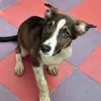ACE: Quido is een actieve pup die geniet van wat aandacht, Dieren en Toebehoren, Honden | Niet-rashonden, Particulier, Rabiës (hondsdolheid)