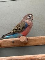 4 wildkleur split gezoomde Bourkes poppen. 2025., Dieren en Toebehoren, Vogels | Parkieten en Papegaaien, Vrouwelijk, Parkiet