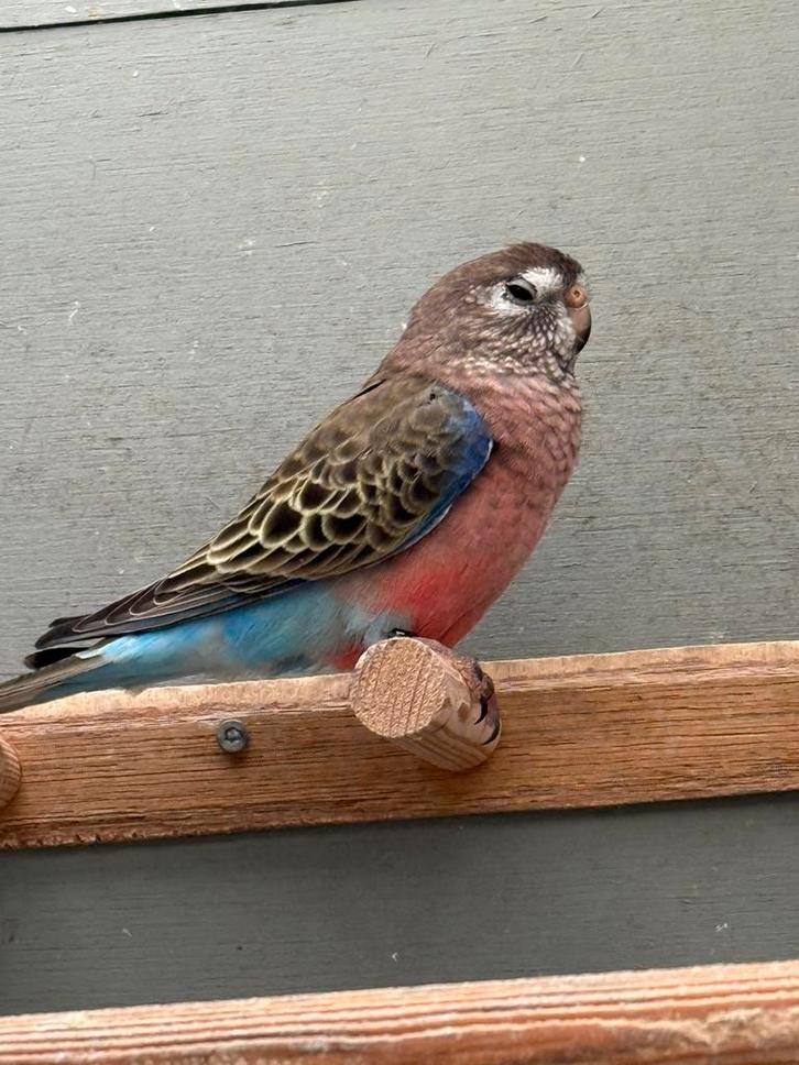 4 wildkleur split gezoomde Bourkes poppen. 2025., Dieren en Toebehoren, Vogels | Parkieten en Papegaaien, Parkiet, Vrouwelijk